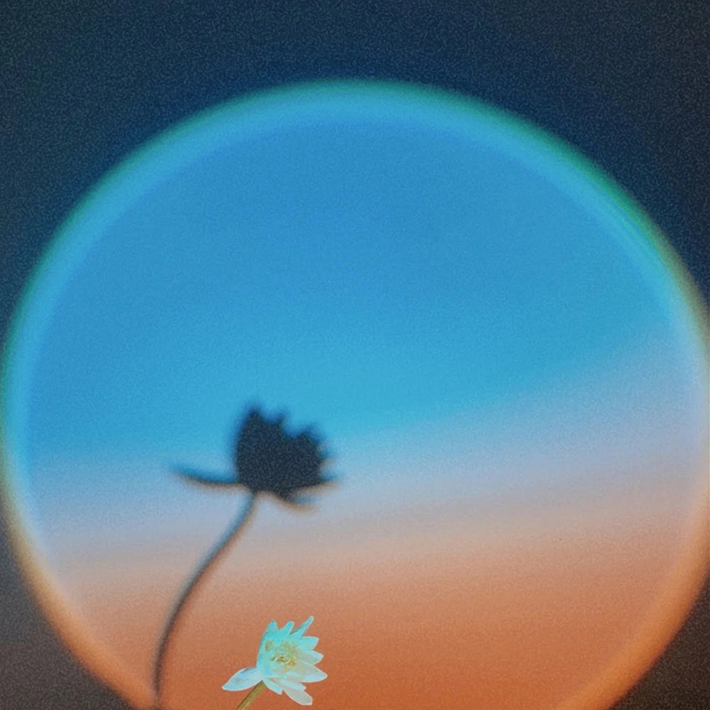 Flower silhouette inside the projected sunset